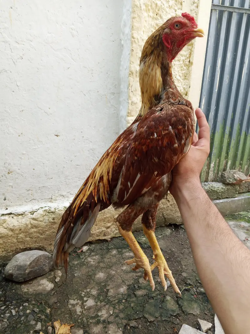 Aseel santol peela Patha — photo 2