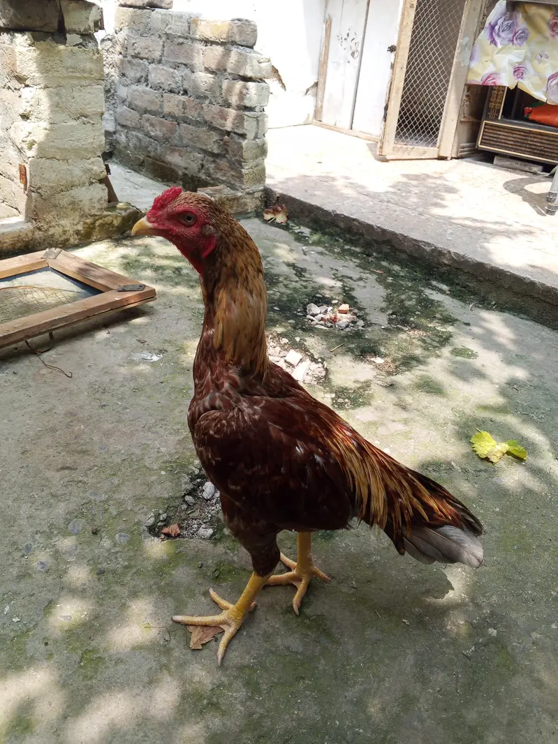 Aseel santol peela Patha — photo 3