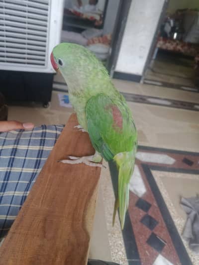 Hand tamed raw male for sale 03115720451