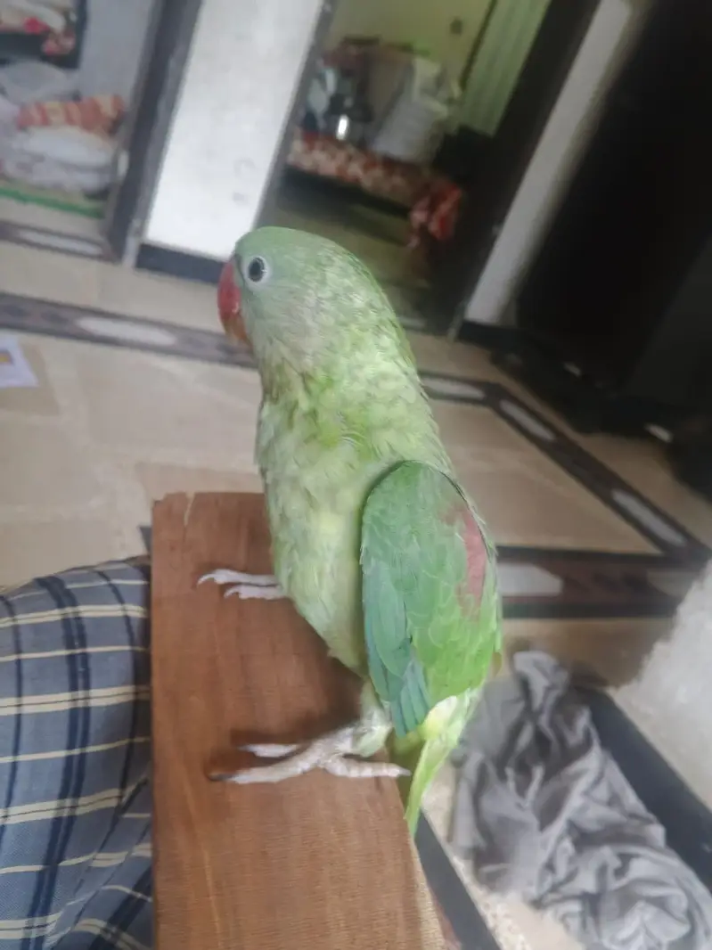 Hand tamed raw male for sale 03115720451 — photo 3