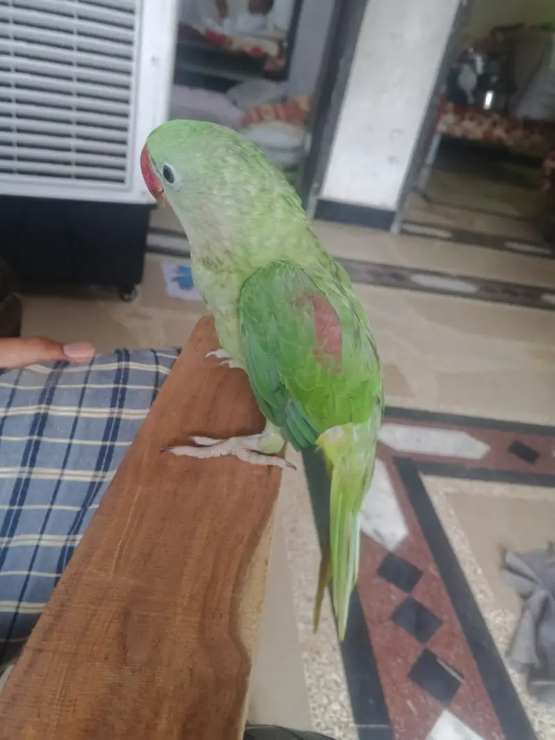 Hand tamed raw male for sale 03115720451 — photo 4