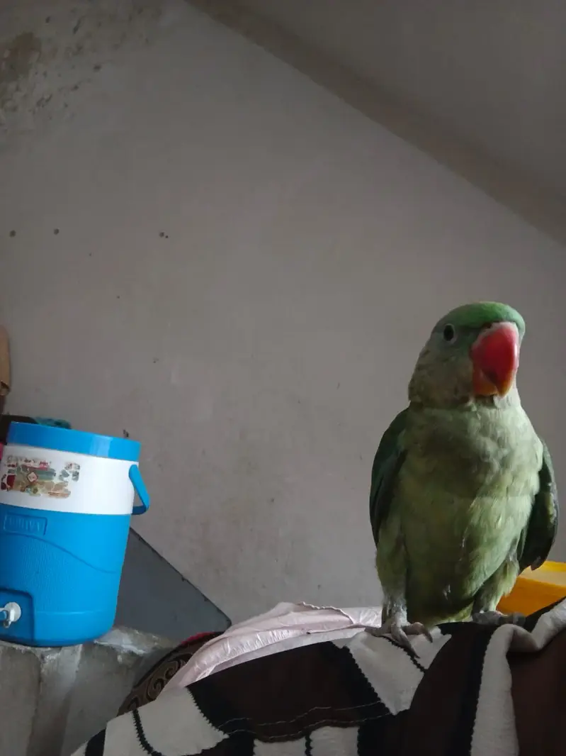 Hand tamed raw male for sale 03115720451 — photo 5