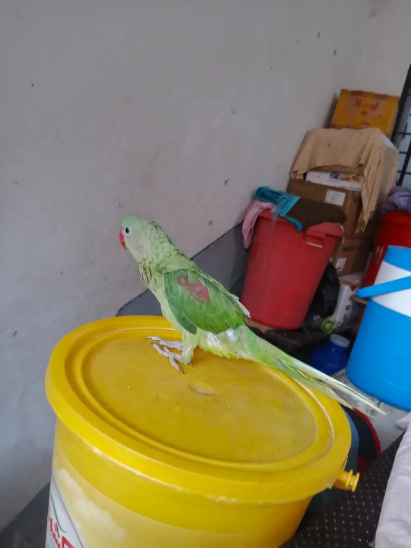 Hand tamed raw male for sale 03115720451 — photo 6