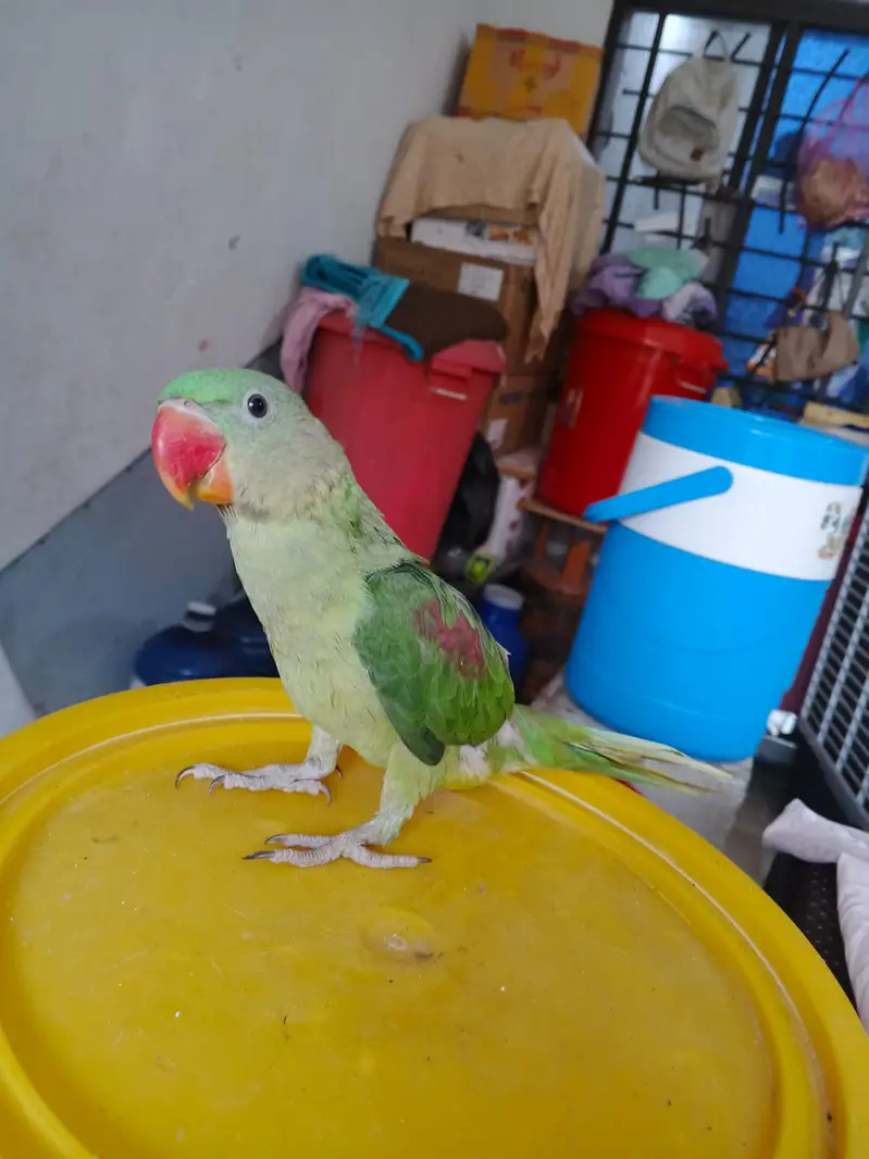 Hand tamed raw male for sale 03115720451 — photo 7
