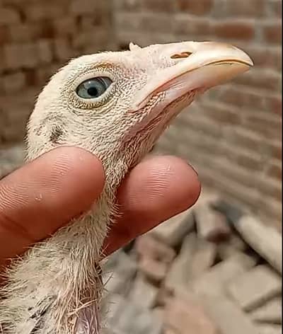 Pure Rampuri aseel Chicks
