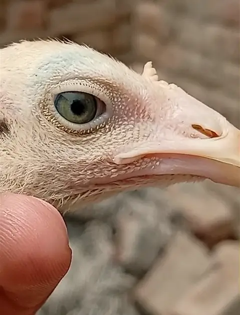 Pure Rampuri aseel Chicks — photo 2