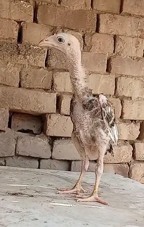Pure Rampuri aseel Chicks — photo 5