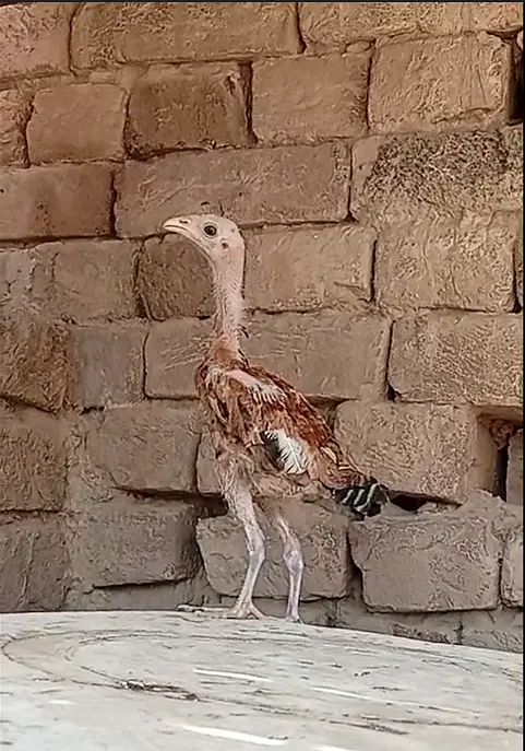 Pure Rampuri aseel Chicks — photo 7