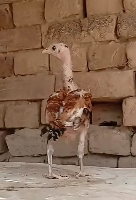 Pure Rampuri aseel Chicks — photo 8