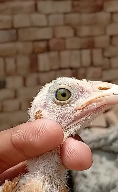 Pure Rampuri aseel Chicks — photo 10