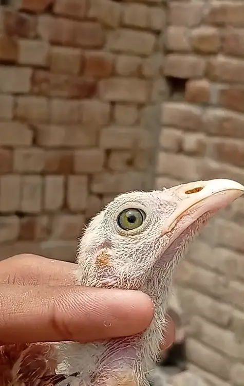 Pure Rampuri aseel Chicks — photo 11