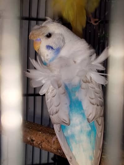 MAASHAALLAH BEAUTIFUL HOGOROMO FRESH PAIR FOR SALE