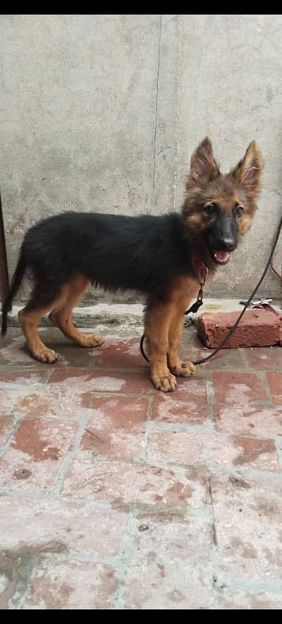 German shepherd puppy