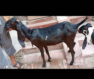 2 bakriya for sale