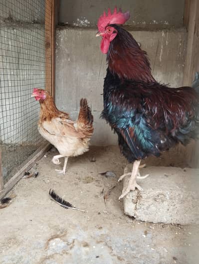 Misri Hens Pairs For Sale