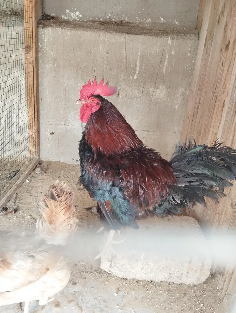 Misri Hens Pairs For Sale — photo 2