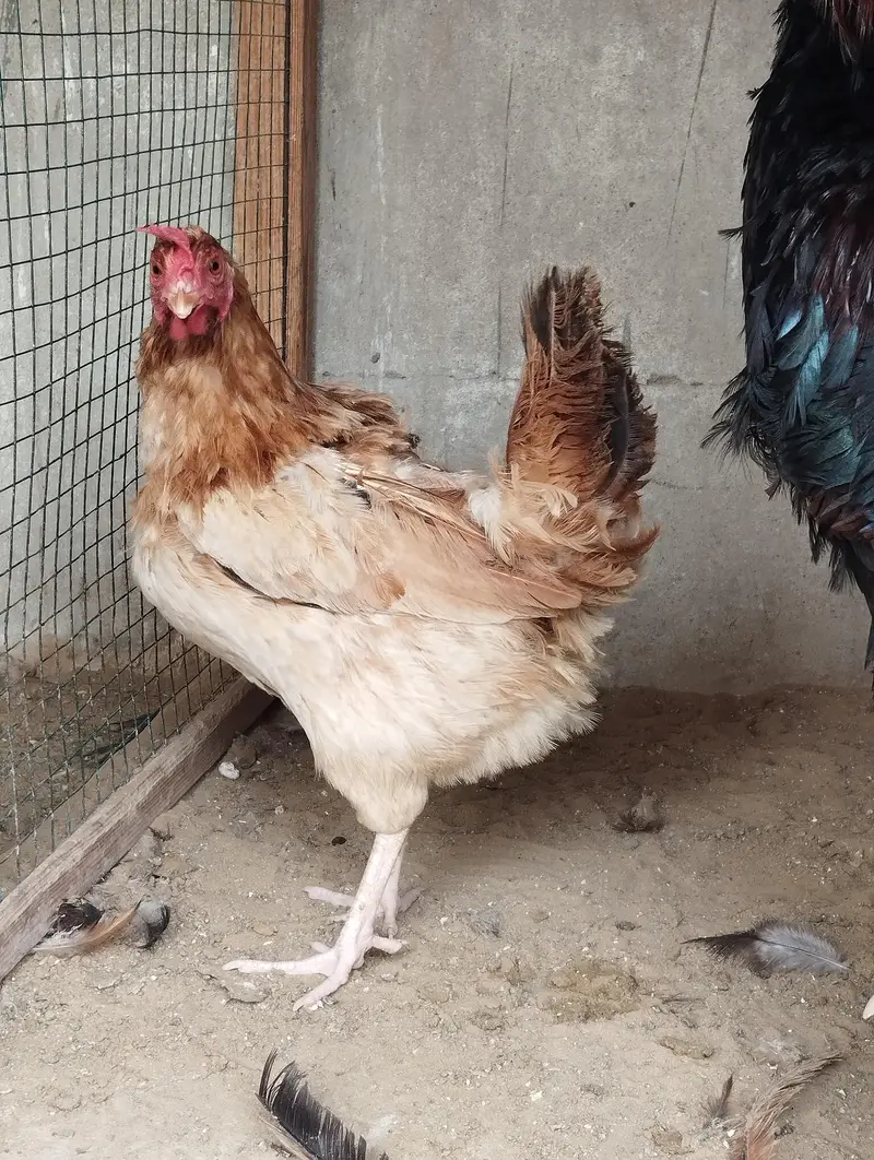 Misri Hens Pairs For Sale — photo 3