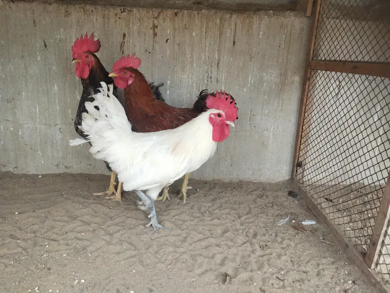 Misri Hens Pairs For Sale — photo 4