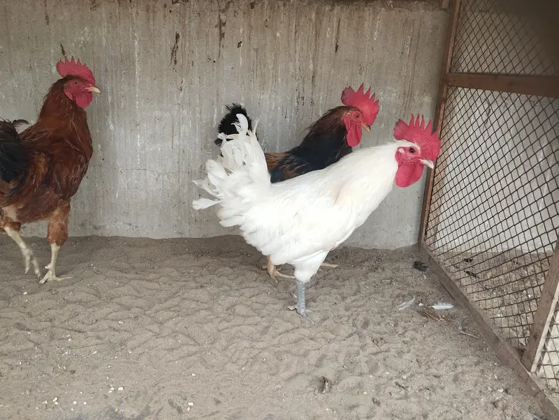 Misri Hens Pairs For Sale — photo 5