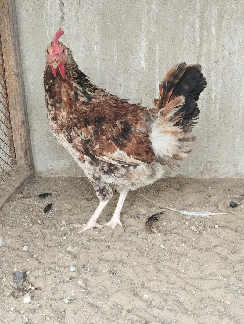 Misri Hens Pairs For Sale — photo 6