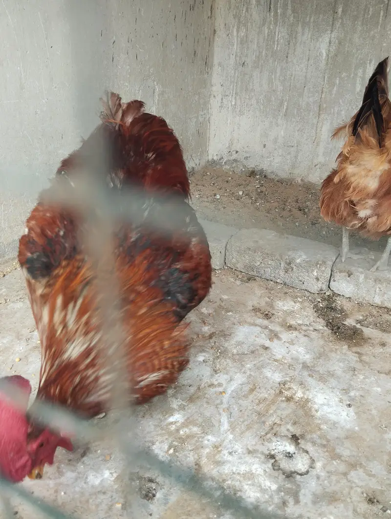 Misri Hens Pairs For Sale — photo 7