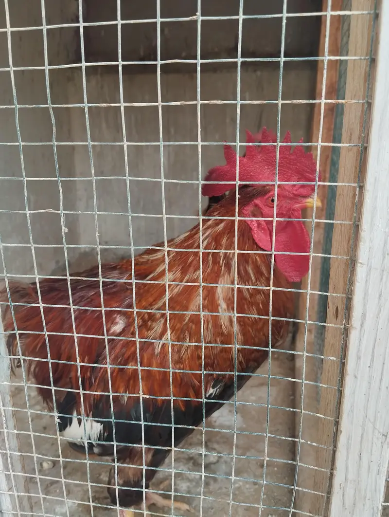 Misri Hens Pairs For Sale — photo 8