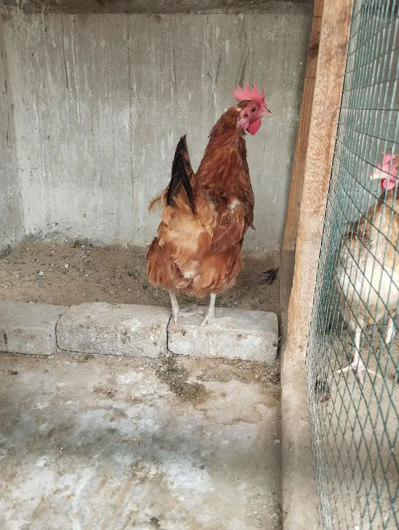 Misri Hens Pairs For Sale — photo 9