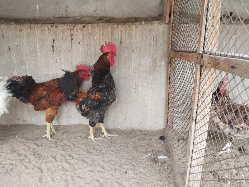 Misri Hens Pairs For Sale — photo 10