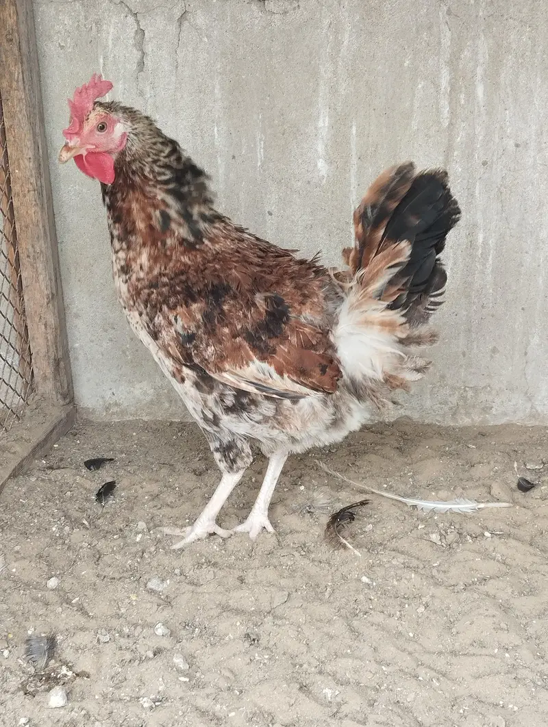 Misri Hens Pairs For Sale — photo 11