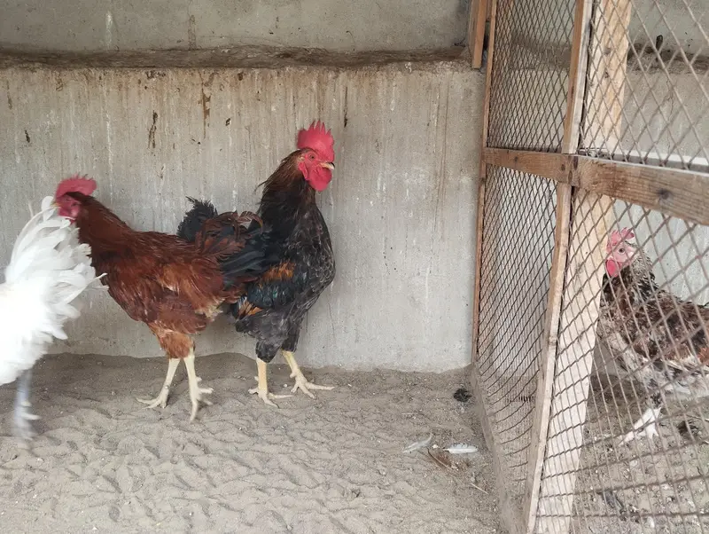 Misri Hens Pairs For Sale — photo 12