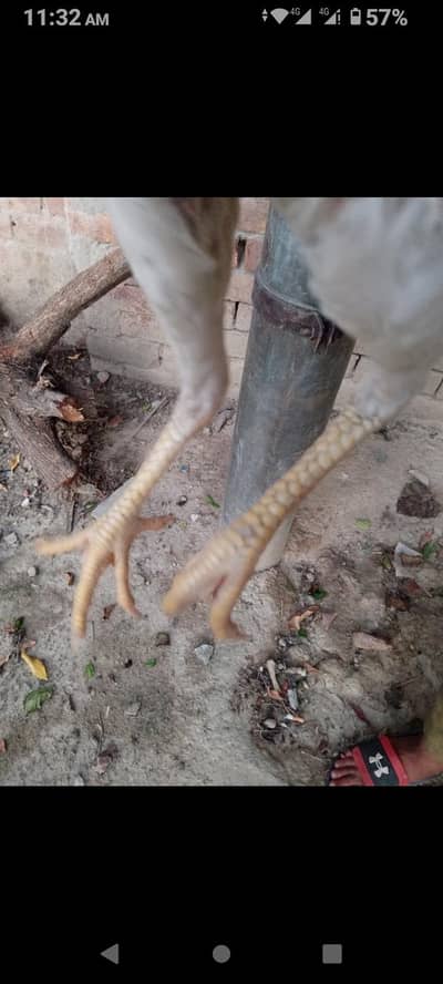 heera aseel white o shamoo 03046632652