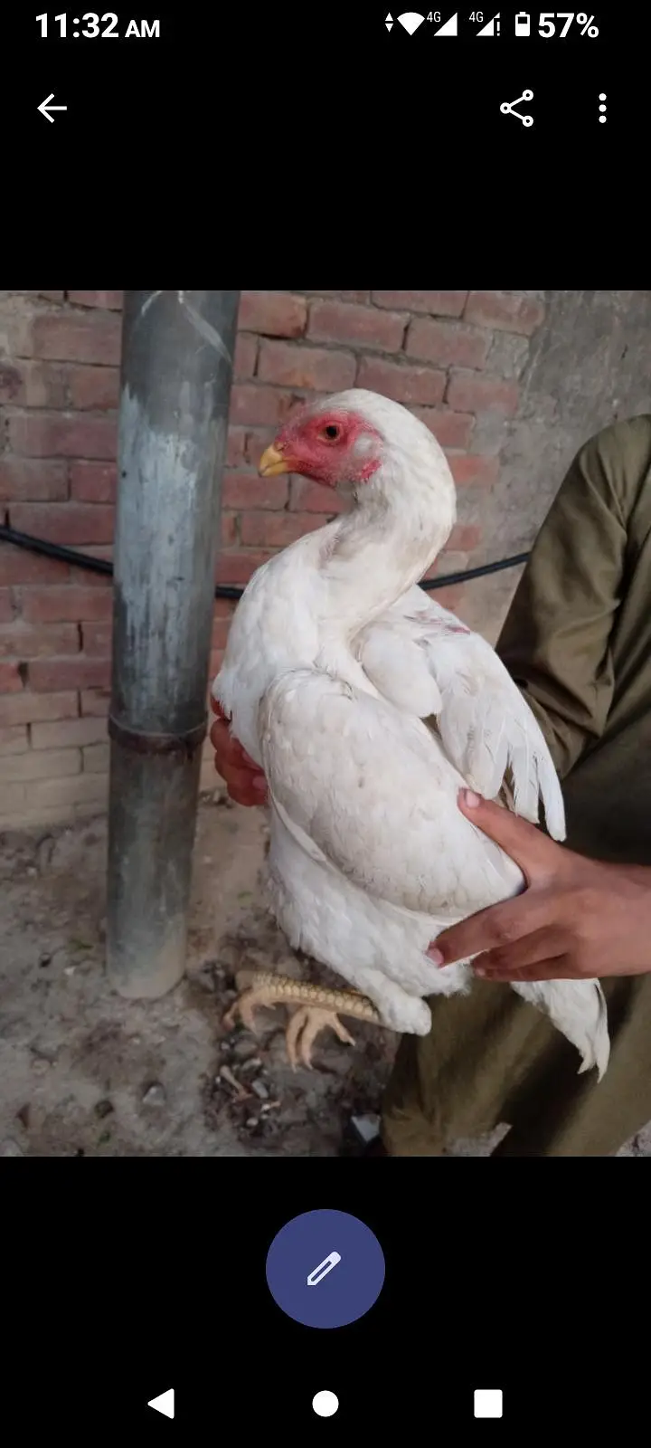 heera aseel white o shamoo 03046632652 — photo 2