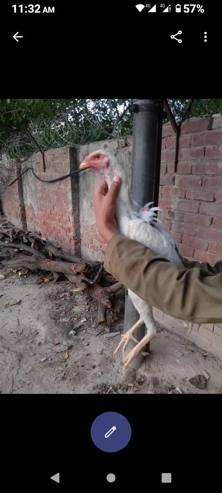 heera aseel white o shamoo 03046632652 — photo 3