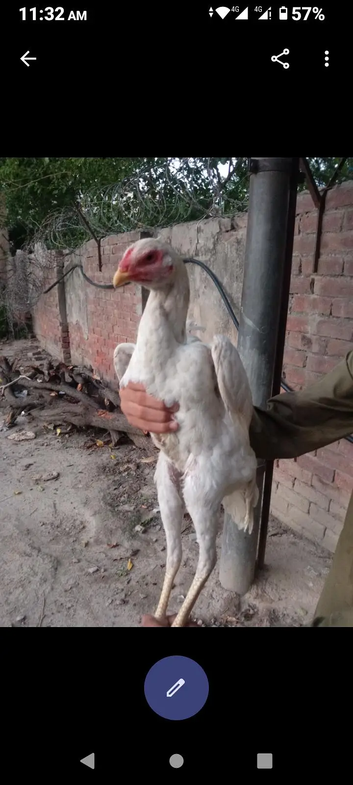 heera aseel white o shamoo 03046632652 — photo 4