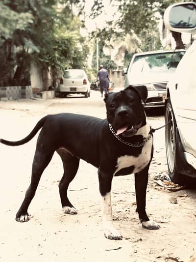 American bully