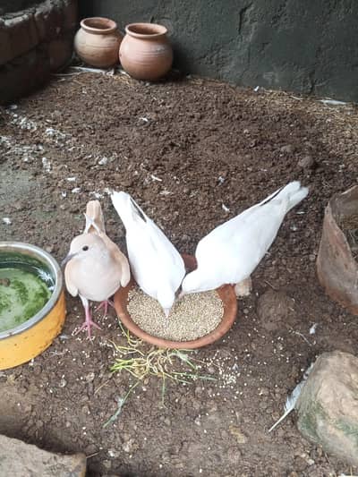 breeder pair with baby of doves