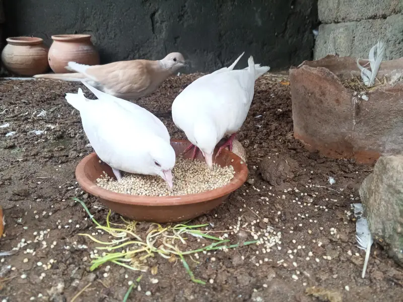 breeder pair with baby of doves — photo 2