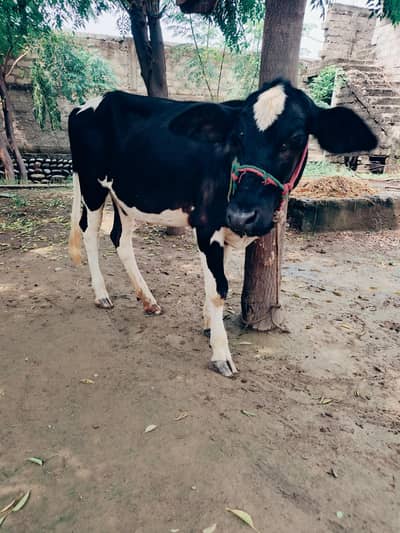 Healthy Friesian Female Calf for Sale