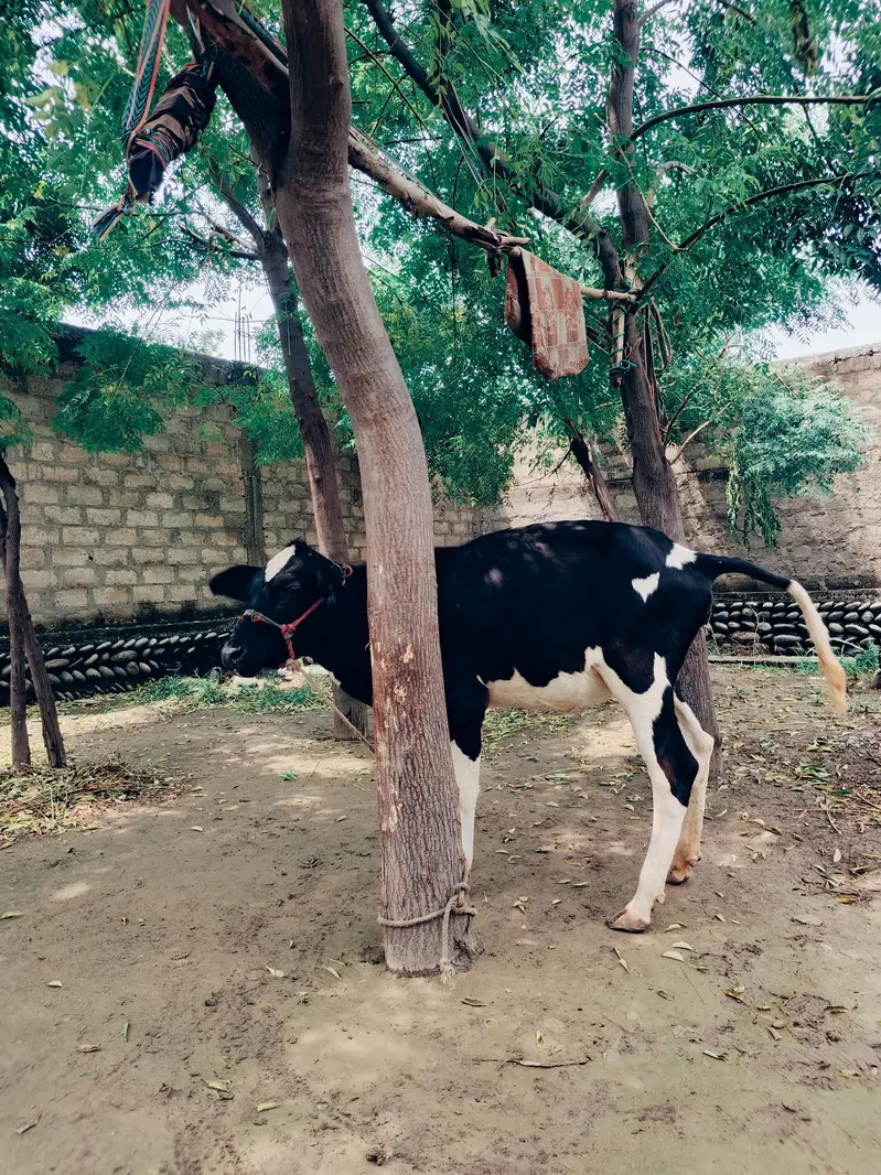 Healthy Friesian Female Calf for Sale — photo 2