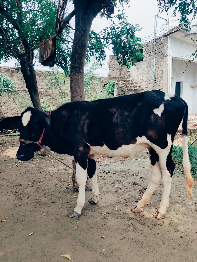 Healthy Friesian Female Calf for Sale — photo 3