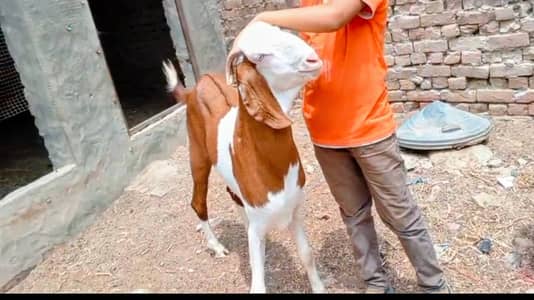Rajpur gulabi Bakra