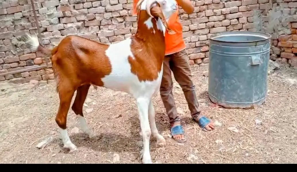 Rajpur gulabi Bakra — photo 2
