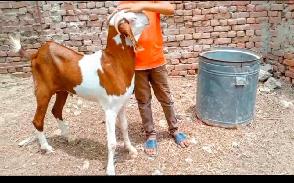 Rajpur gulabi Bakra — photo 3