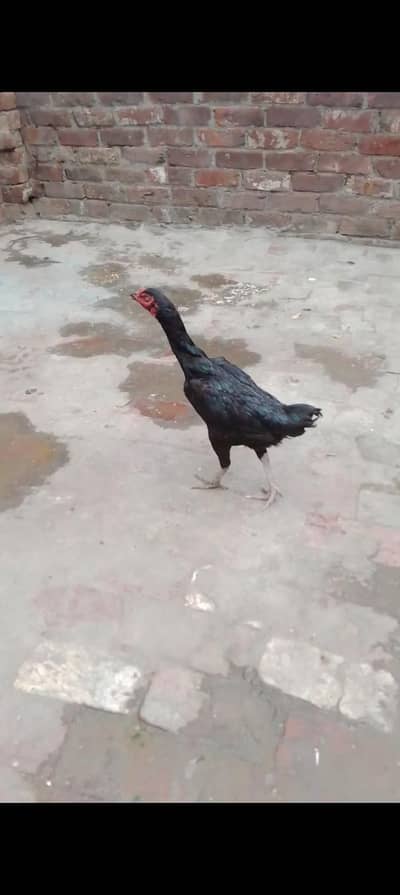 Aseel Thai murgi