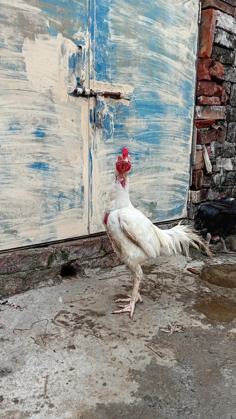 Heera AseelMurga Healthy and Active — photo 2