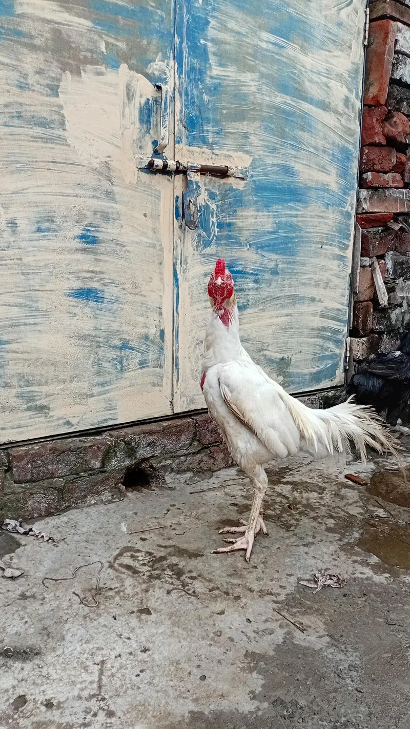 Heera AseelMurga Healthy and Active — photo 3