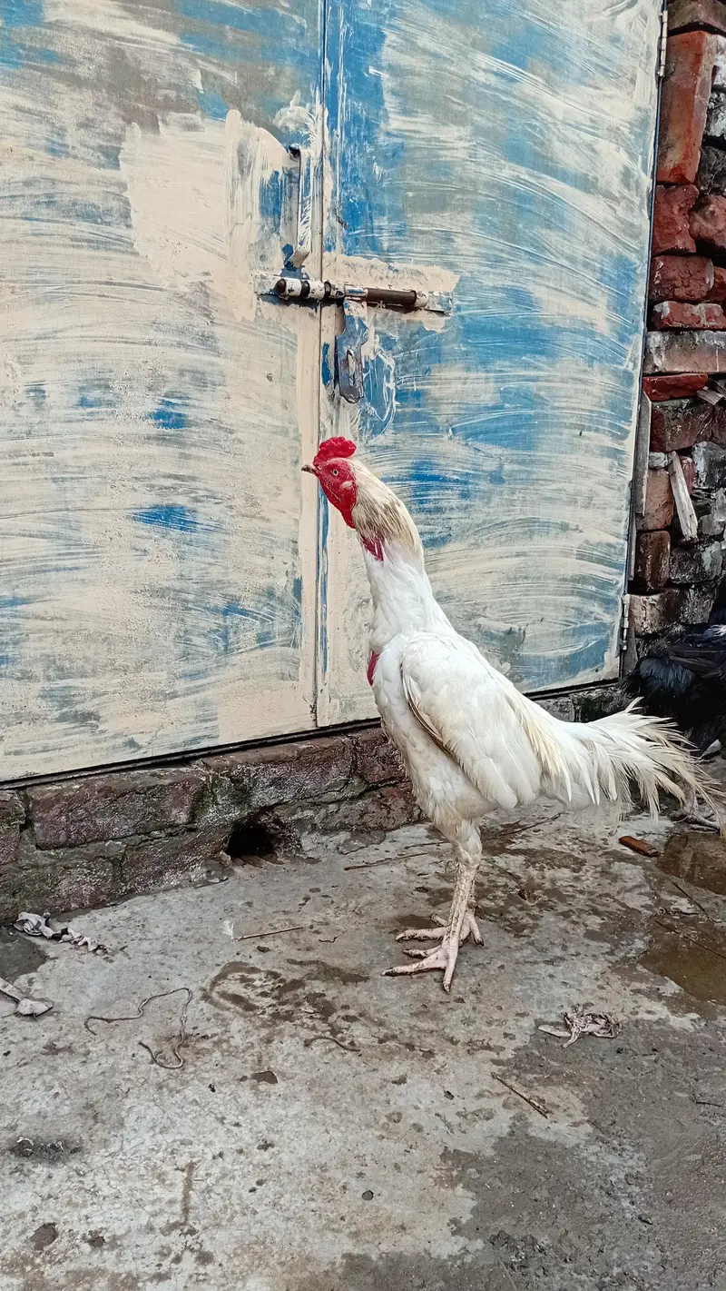 Heera AseelMurga Healthy and Active — photo 4