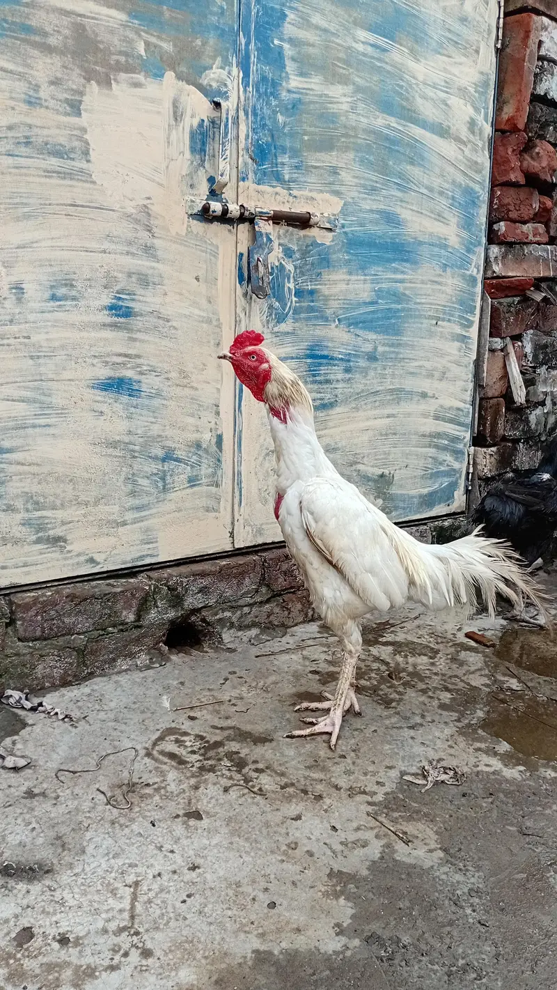 Heera AseelMurga Healthy and Active — photo 5