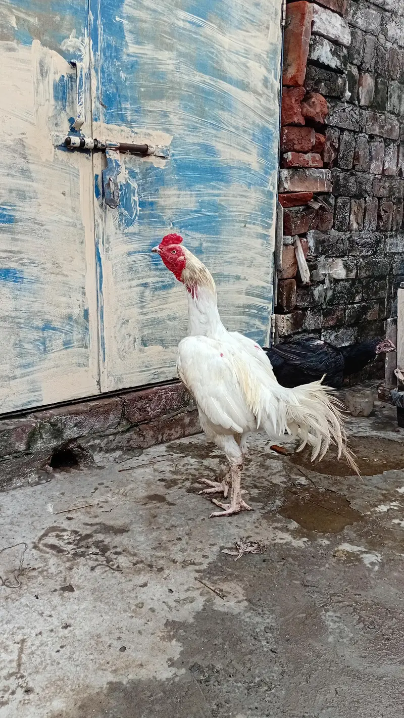 Heera AseelMurga Healthy and Active — photo 6