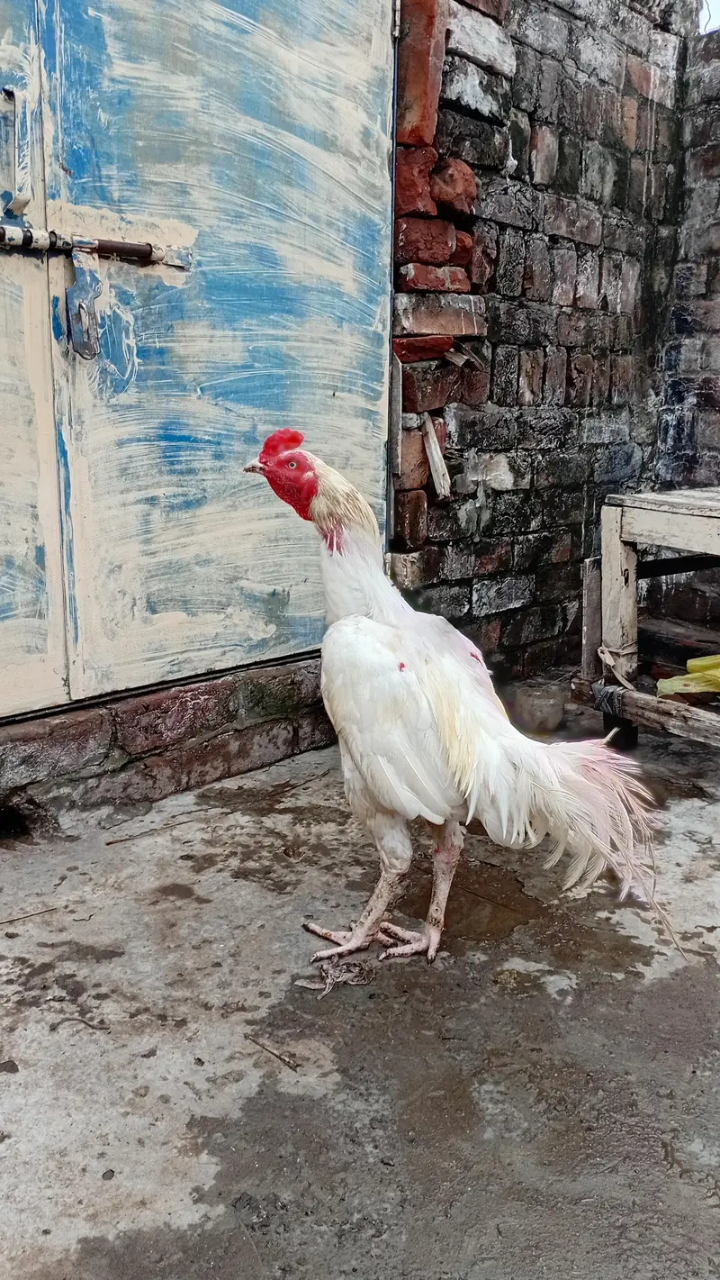 Heera AseelMurga Healthy and Active — photo 7